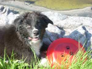 20110827Merlin3 056 (2).jpg